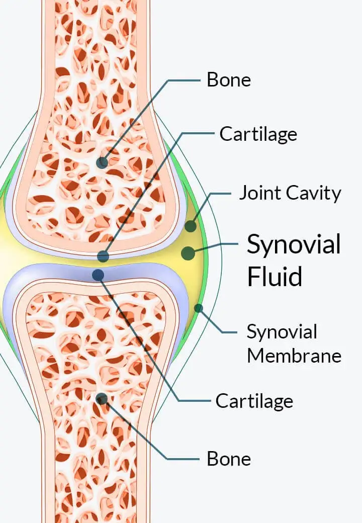 Joint cartilage diagram
