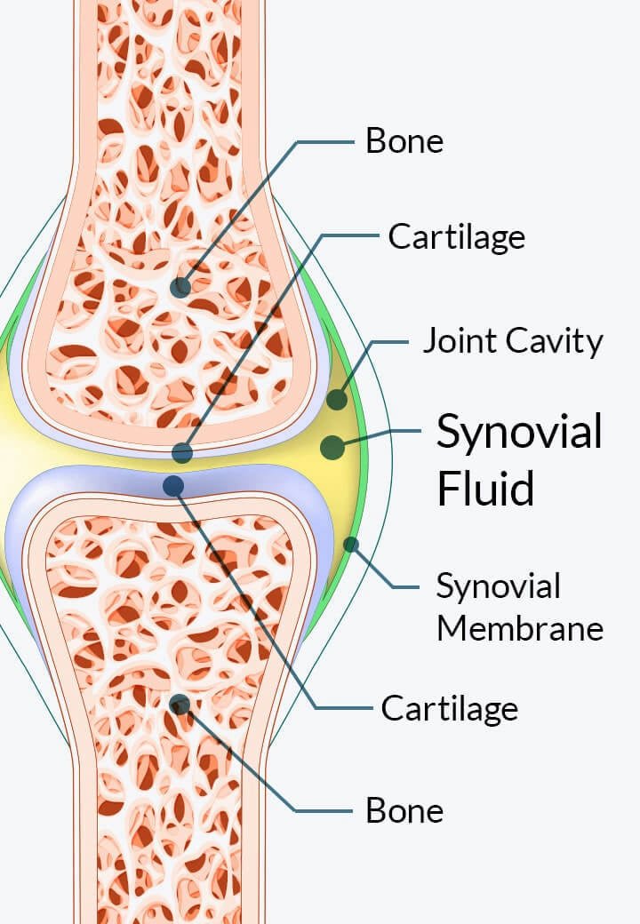 Synovial fluid